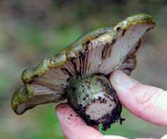 a side view shows the very short fat stem. Lactarius atroviridus.